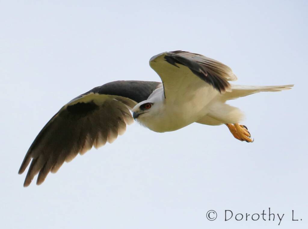 Black-shouldered Kite (Elanus axillaris)