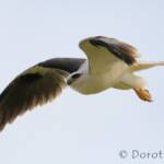Black-shouldered Kite (Elanus axillaris)