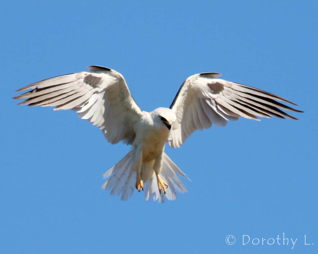 Black-shouldered Kite (Elanus axillaris)