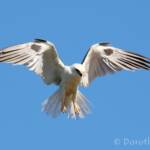 Black-shouldered Kite (Elanus axillaris)