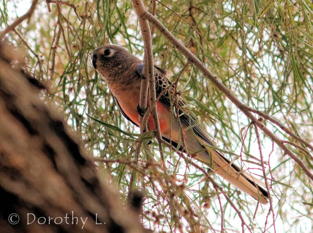 Bourke's Parrot (Neopsephotus bourkii)