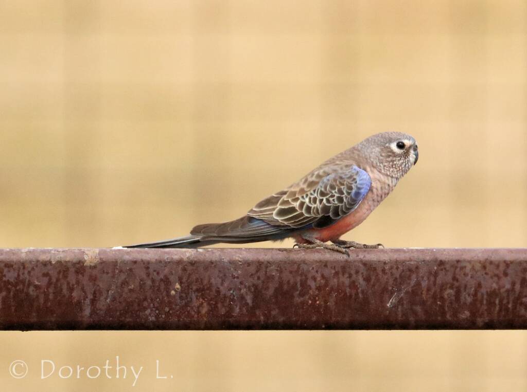 Bourke's Parrot (Neopsephotus bourkii)