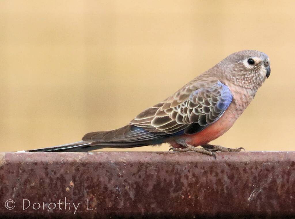 Bourke's Parrot (Neopsephotus bourkii)
