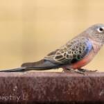 Bourke's Parrot (Neopsephotus bourkii)