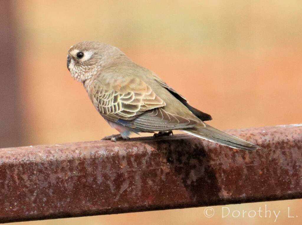 Bourke's Parrot (Neopsephotus bourkii)