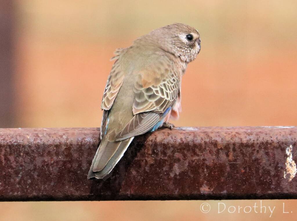 Bourke's Parrot (Neopsephotus bourkii)