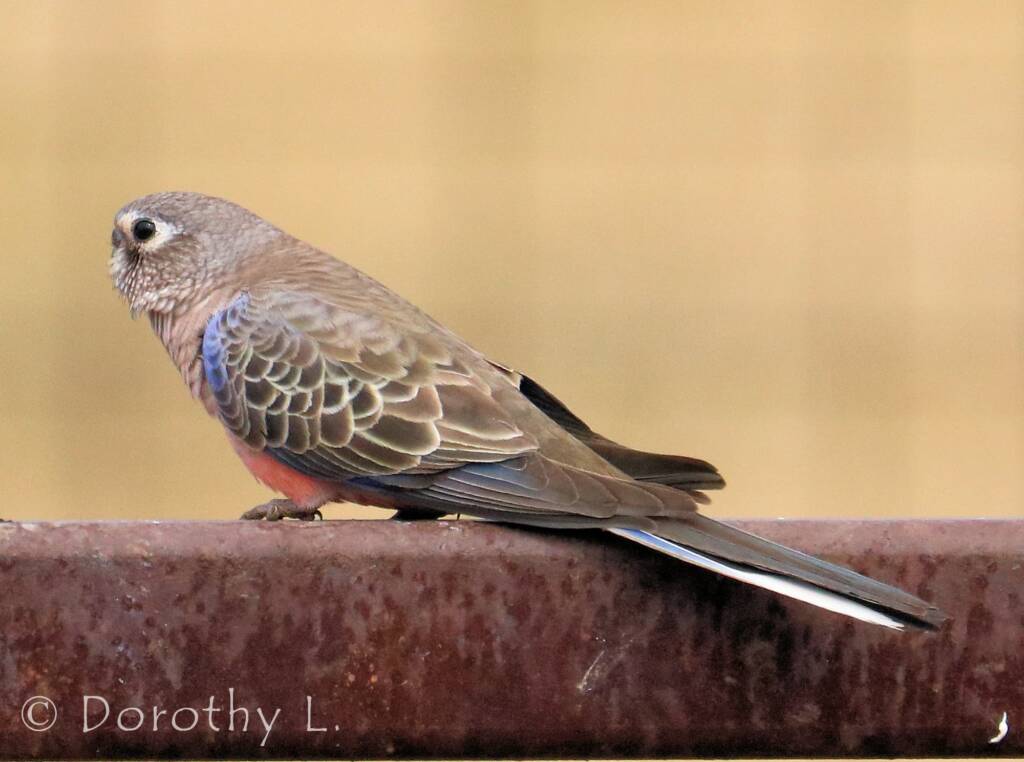 Bourke's Parrot (Neopsephotus bourkii)