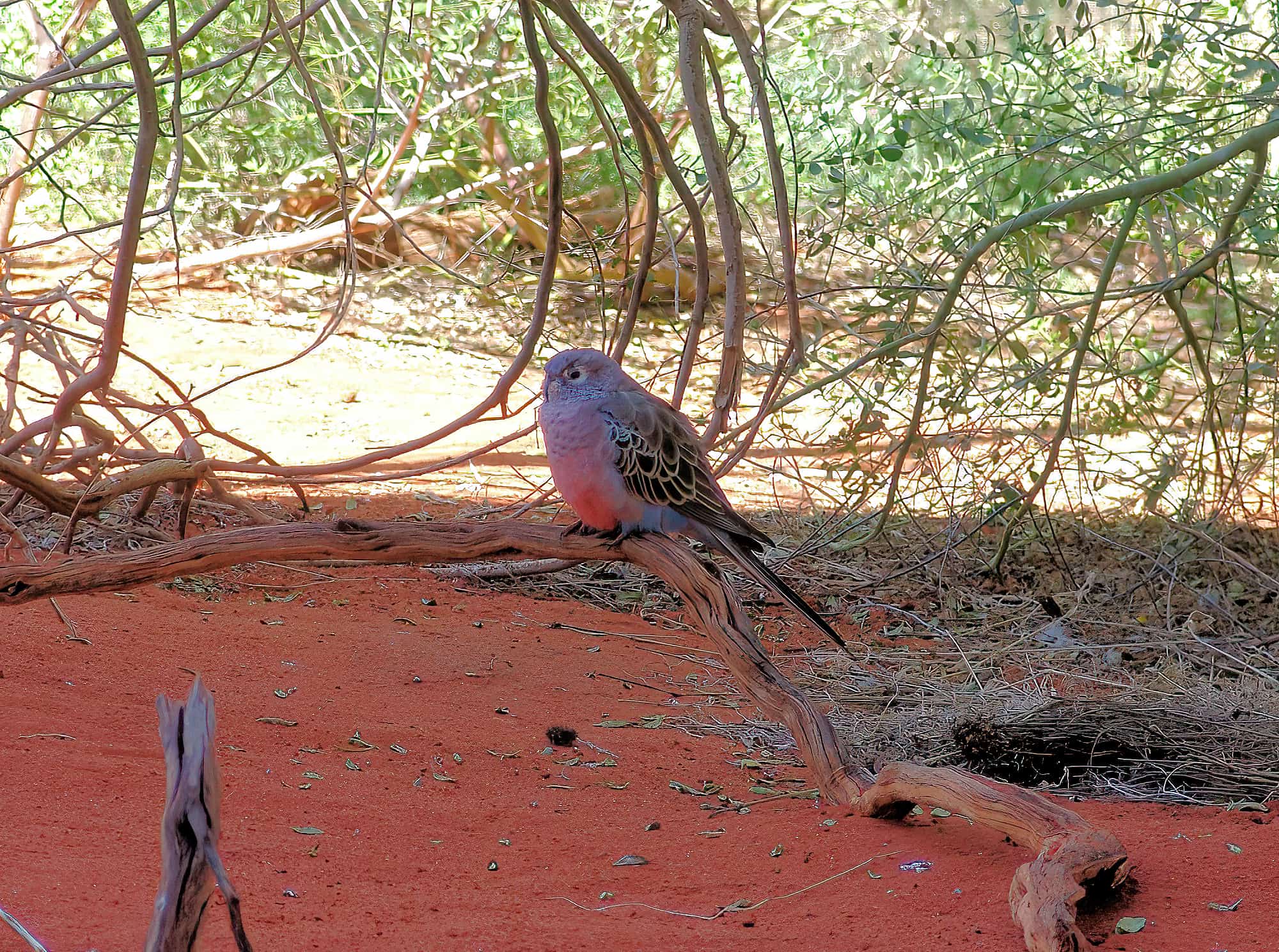 Bourke's Parrot (Neopsephotus bourkii), Alice Springs Desert Park