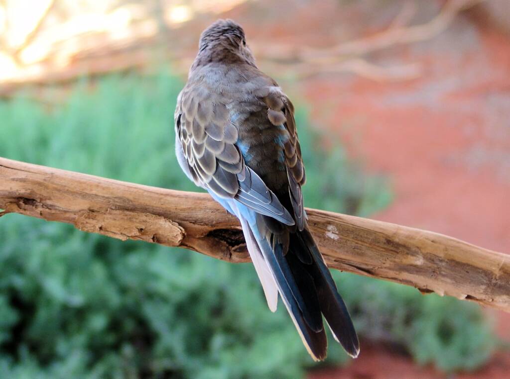 Bourke's Parrot (Neopsephotus bourkii), Alice Springs Desert Park