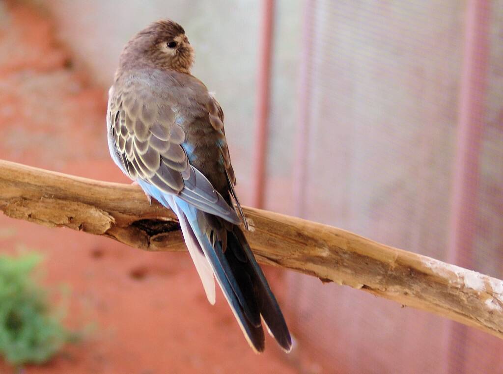 Bourke's Parrot (Neopsephotus bourkii), Alice Springs Desert Park
