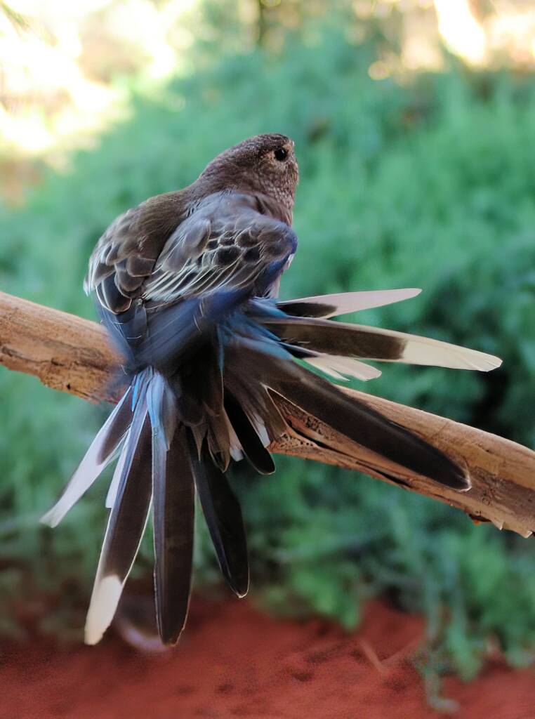 Bourke's Parrot (Neopsephotus bourkii), Alice Springs Desert Park