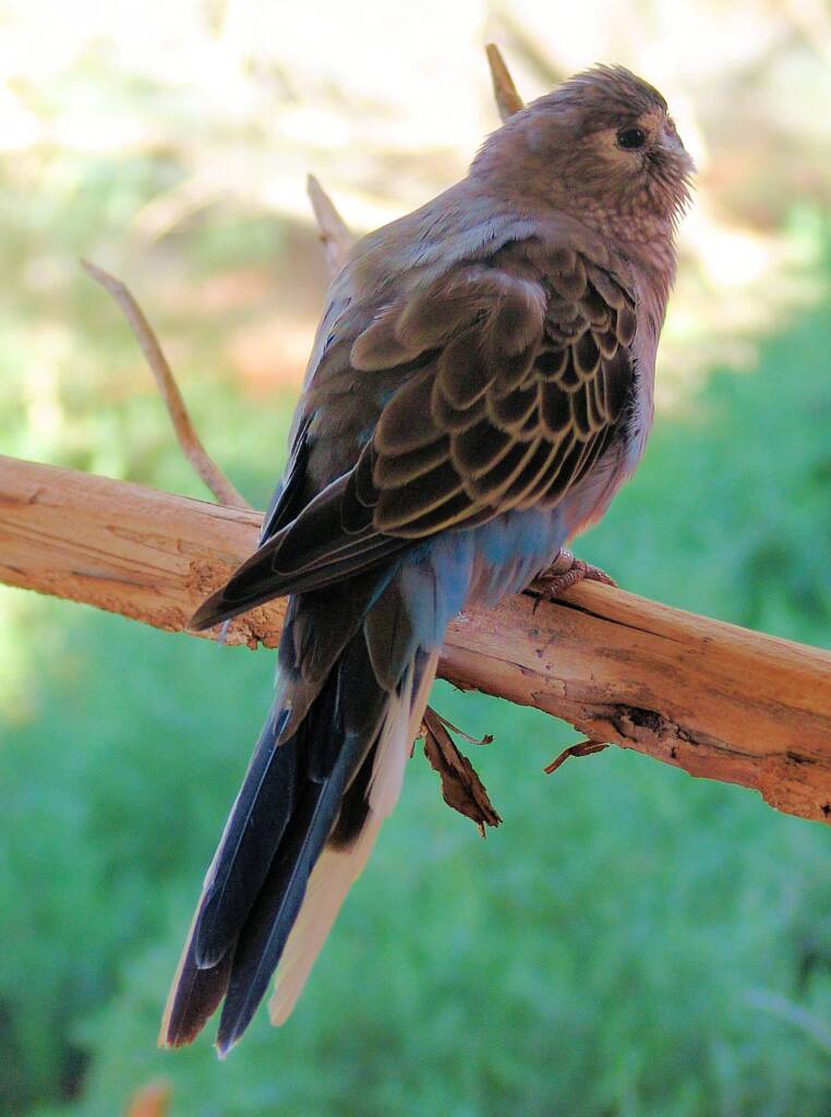 Bourke's Parrot (Neopsephotus bourkii), Alice Springs Desert Park