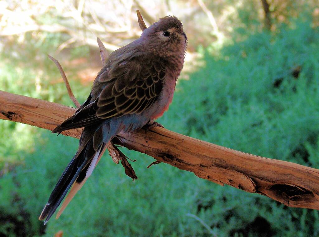 Bourke's Parrot (Neopsephotus bourkii), Alice Springs Desert Park
