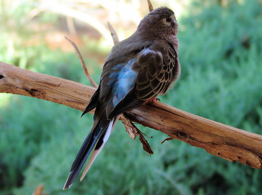 Bourke's Parrot (Neopsephotus bourkii), Alice Springs Desert Park