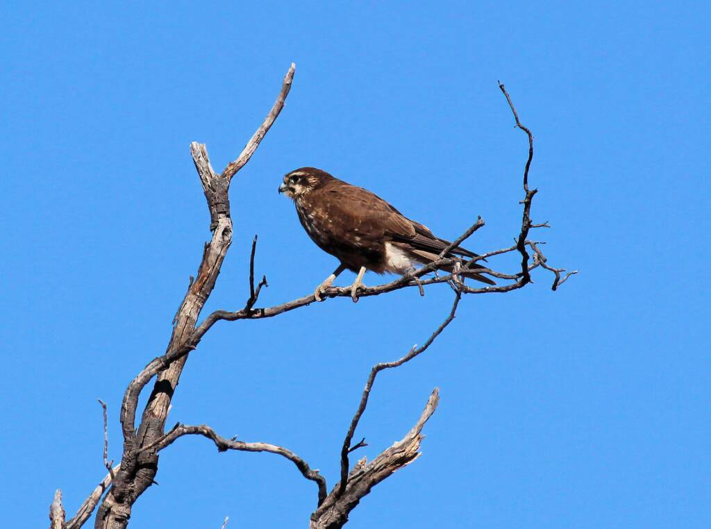 Brown Falcon (Falco berigora), Owen Springs, NT