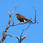 Brown Falcon (Falco berigora), Owen Springs, NT
