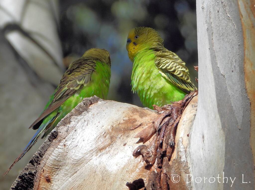 Budgerigar (Melopsittacus undulatus), Standley Chasm, NT