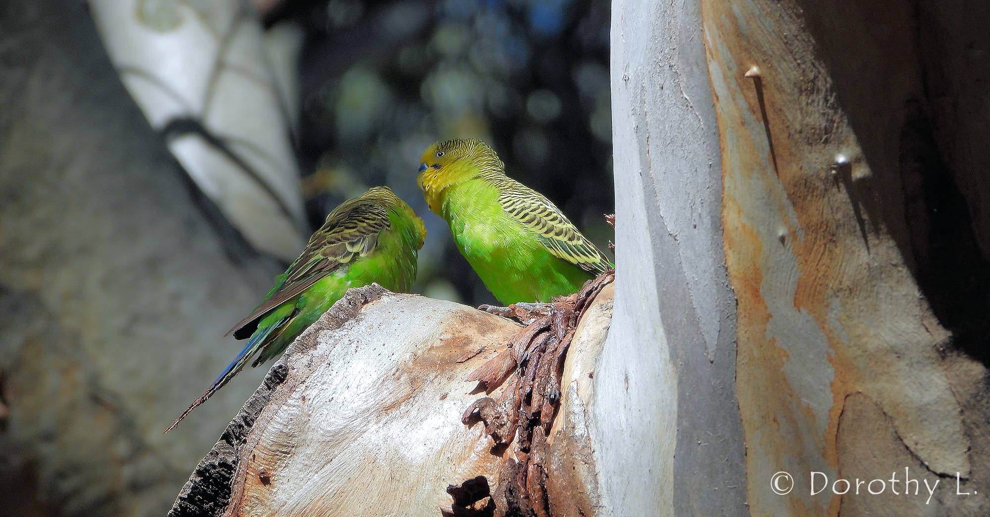 Budgerigar (Melopsittacus undulatus), Standley Chasm, NT