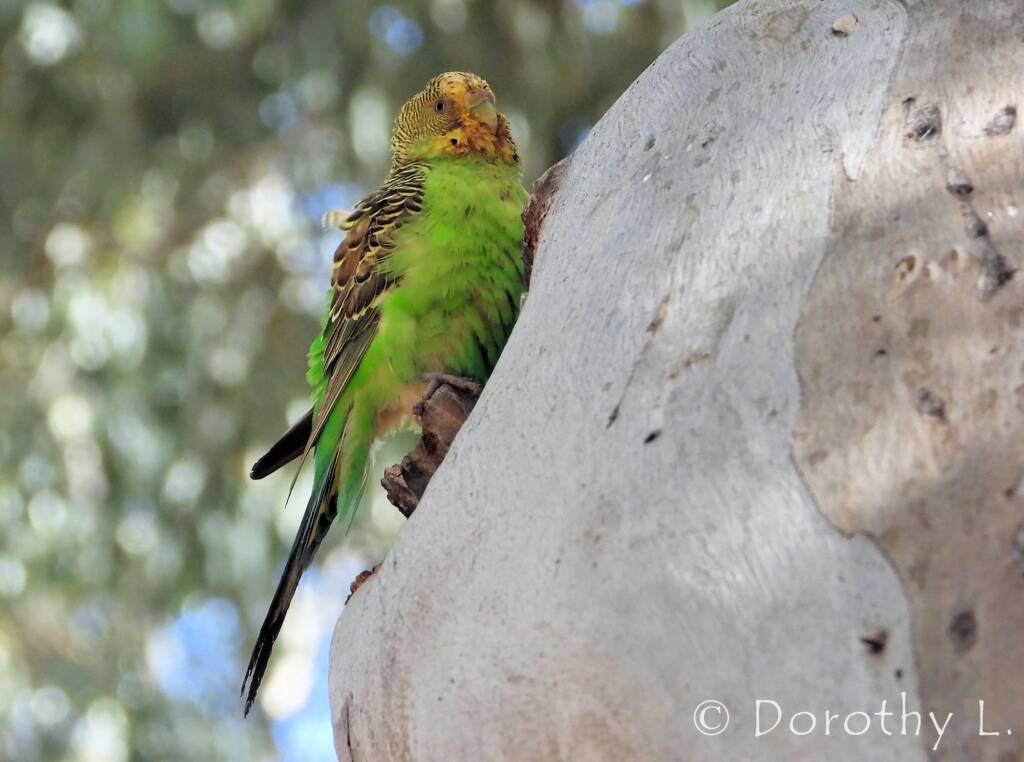 Budgerigar (Melopsittacus undulatus), Standley Chasm, NT
