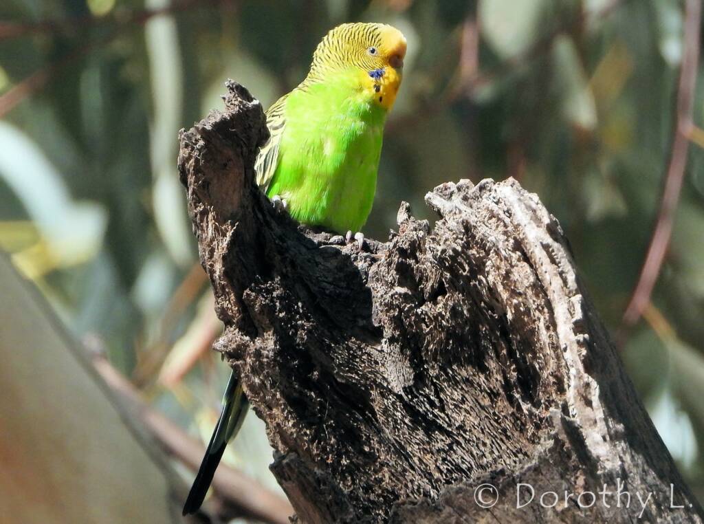 Budgerigar (Melopsittacus undulatus), Standley Chasm, NT