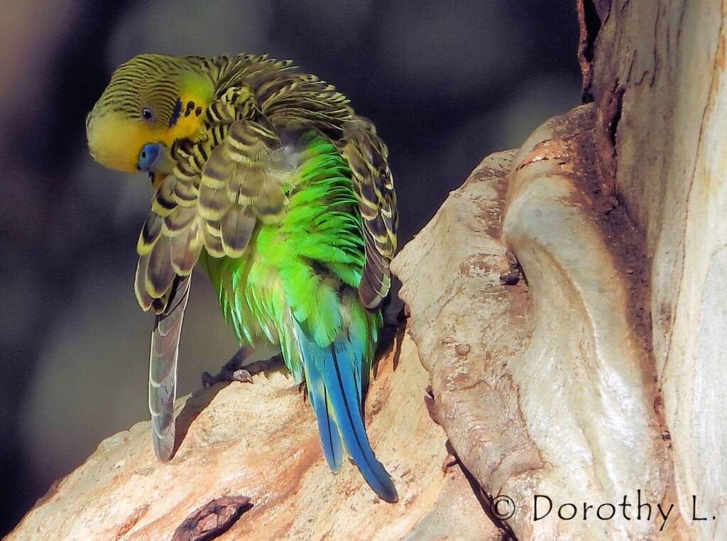 Budgerigar (Melopsittacus undulatus), Standley Chasm, NT