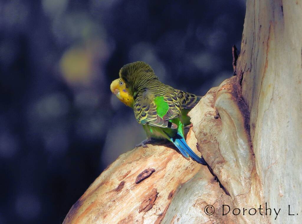 Budgerigar (Melopsittacus undulatus), Standley Chasm, NT
