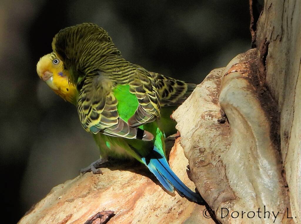 Budgerigar (Melopsittacus undulatus), Standley Chasm, NT
