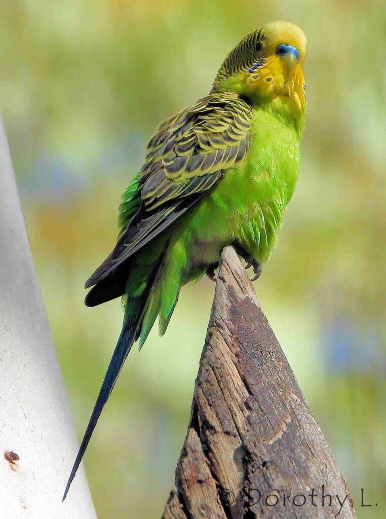 Budgerigar (Melopsittacus undulatus), Standley Chasm, NT