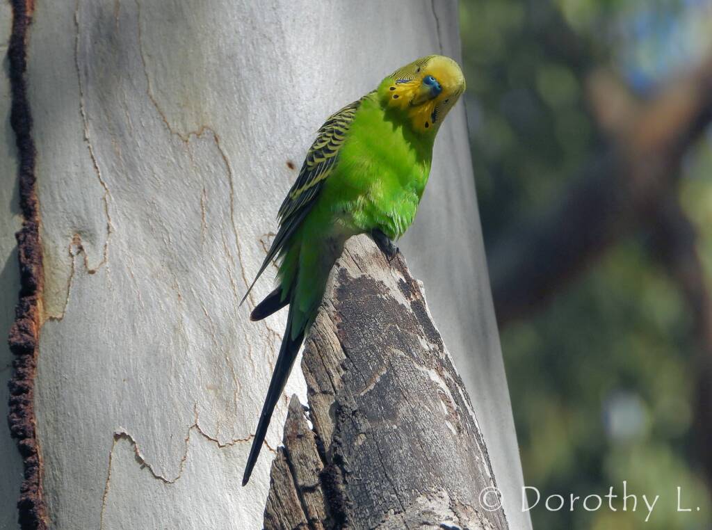 Budgerigar (Melopsittacus undulatus), Standley Chasm, NT