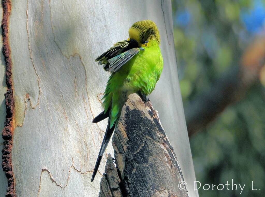 Budgerigar (Melopsittacus undulatus), Standley Chasm, NT