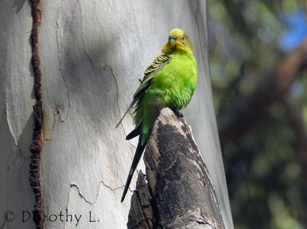 Budgerigar (Melopsittacus undulatus), Standley Chasm, NT
