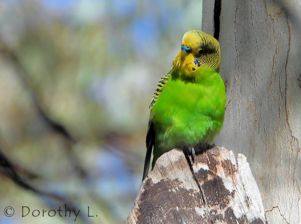 Budgerigar (Melopsittacus undulatus), Standley Chasm, NT
