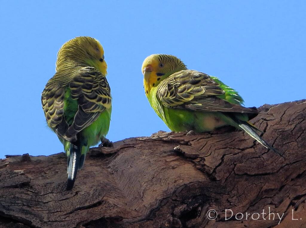 Budgerigar (Melopsittacus undulatus), Standley Chasm, NT