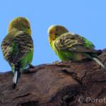 Budgerigar (Melopsittacus undulatus), Standley Chasm, NT