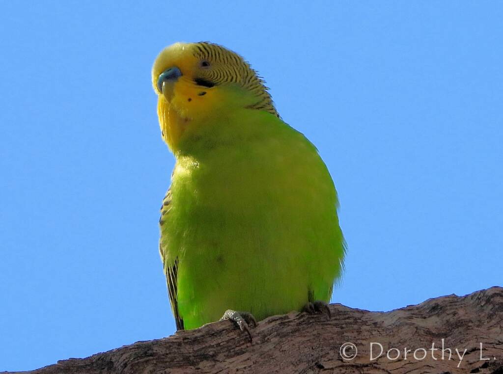 Budgerigar (Melopsittacus undulatus), Standley Chasm, NT