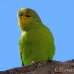 Budgerigar (Melopsittacus undulatus), Standley Chasm, NT