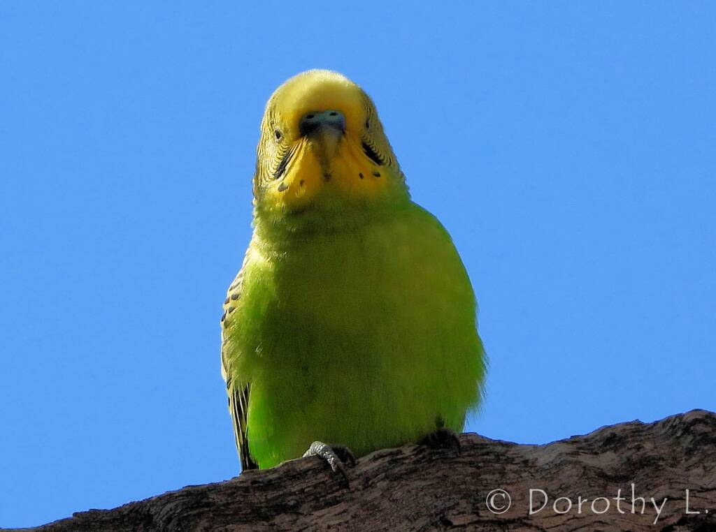 Budgerigar (Melopsittacus undulatus), Standley Chasm, NT