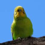 Budgerigar (Melopsittacus undulatus), Standley Chasm, NT
