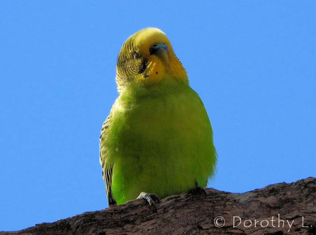Budgerigar (Melopsittacus undulatus), Standley Chasm, NT