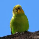 Budgerigar (Melopsittacus undulatus), Standley Chasm, NT
