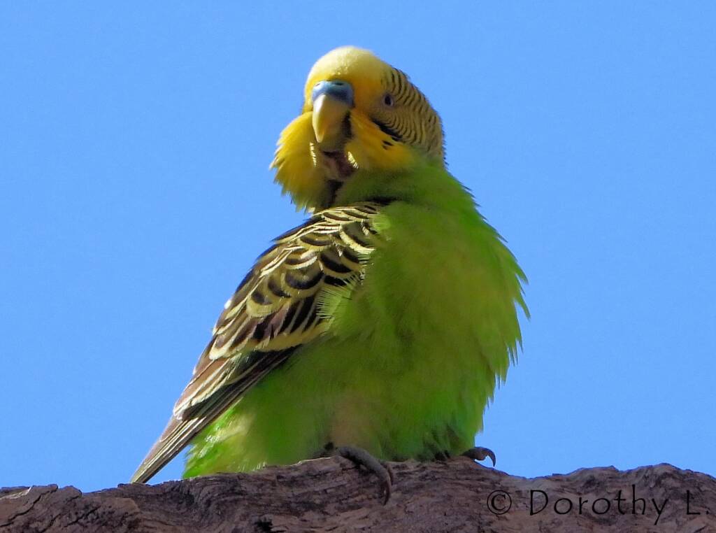 Budgerigar (Melopsittacus undulatus), Standley Chasm, NT