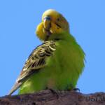 Budgerigar (Melopsittacus undulatus), Standley Chasm, NT