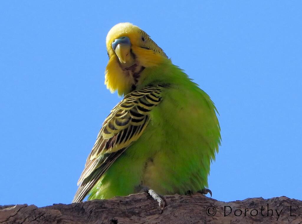Budgerigar (Melopsittacus undulatus), Standley Chasm, NT