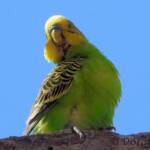 Budgerigar (Melopsittacus undulatus), Standley Chasm, NT