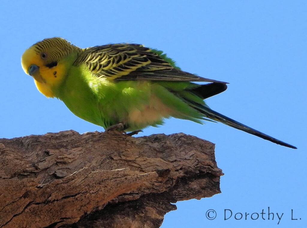 Budgerigar (Melopsittacus undulatus), Standley Chasm, NT