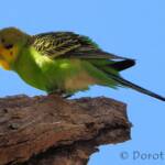 Budgerigar (Melopsittacus undulatus), Standley Chasm, NT