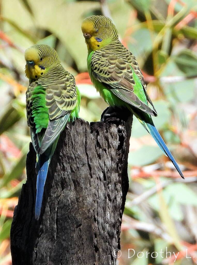 Budgerigar (Melopsittacus undulatus), Standley Chasm, NT