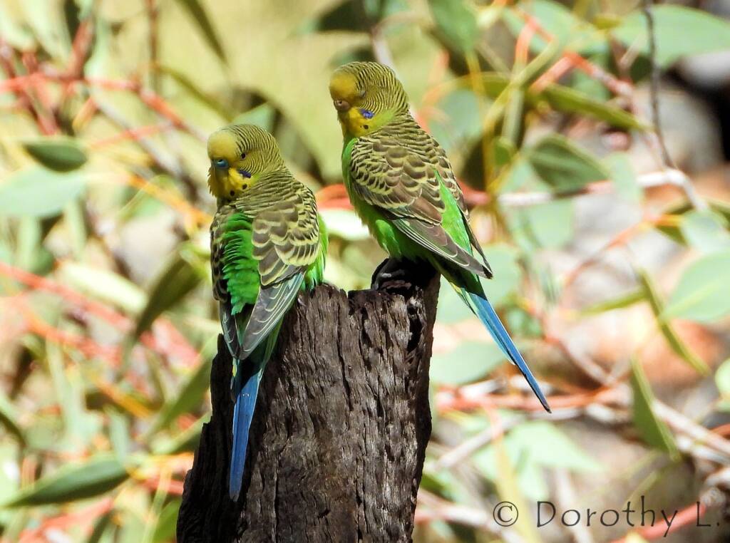 Budgerigar (Melopsittacus undulatus), Standley Chasm, NT