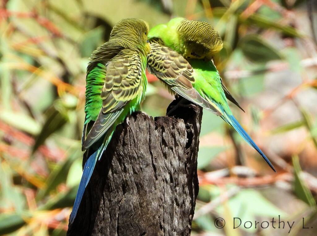 Budgerigar (Melopsittacus undulatus), Standley Chasm, NT