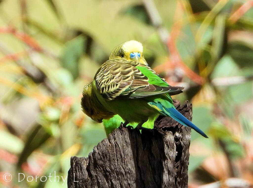 Budgerigar (Melopsittacus undulatus), Standley Chasm, NT